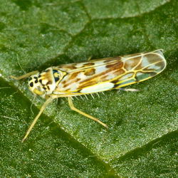Eupteryx florida